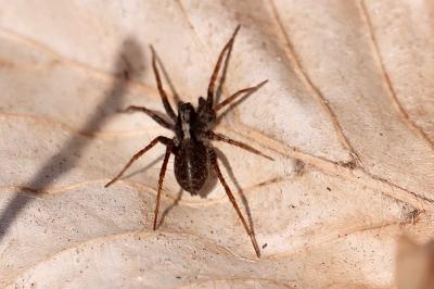 <i>Pardosa</i>