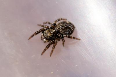 <i>Pseudeuophrys erratica</i>