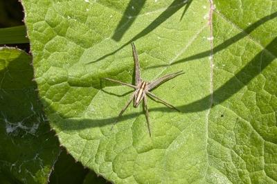 <i>Pisaura mirabilis</i>