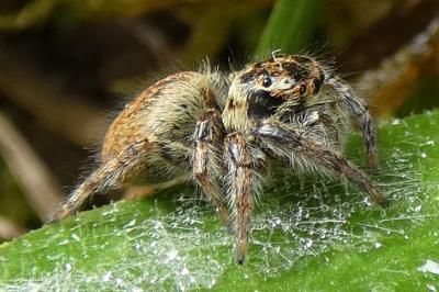 <i>Carrhotus xanthogramma</i>