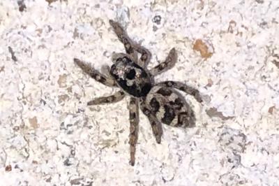 <i>Salticus scenicus</i>