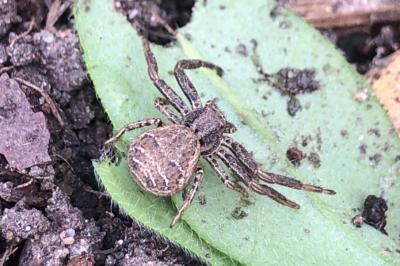 <i>Xysticus</i>