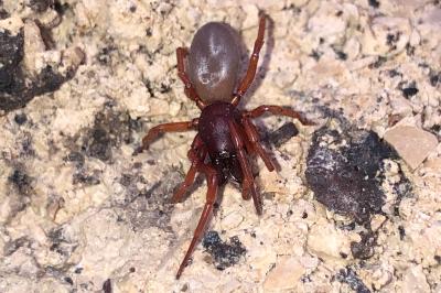 <i>Dysdera crocata</i>