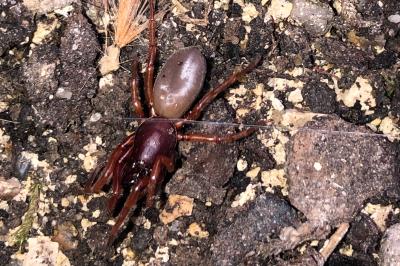 <i>Dysdera crocata</i>