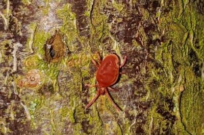 <i>Trombidium</i>