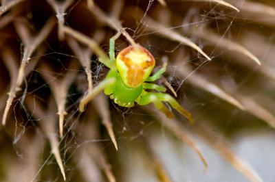 <i>Ebrechtella tricuspidata</i>