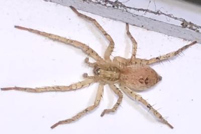 <i>Anyphaena</i>