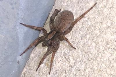 <i>Hogna radiata</i>