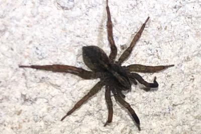 <i>Trochosa</i>