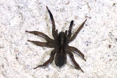 <i>Trochosa</i>