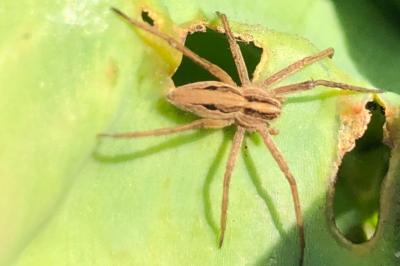<i>Pisaura mirabilis</i>