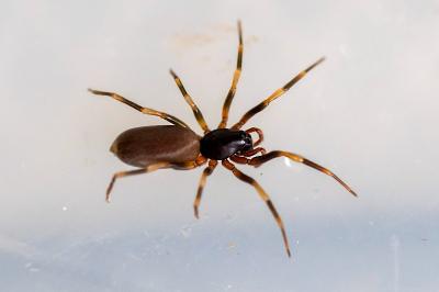 <i>Harpactea hombergi</i>