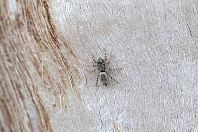 <i>Salticus</i>