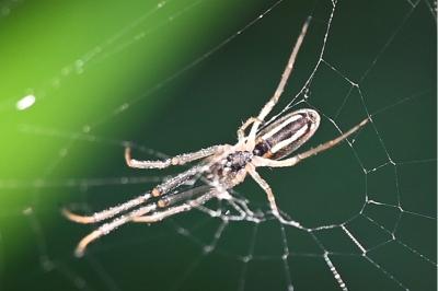 <i>Tetragnatha</i>