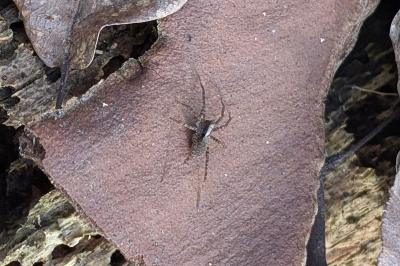 <i>Pardosa</i>