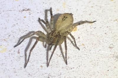 <i>Anyphaena accentuata</i>