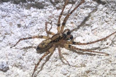<i>Anyphaena accentuata</i>