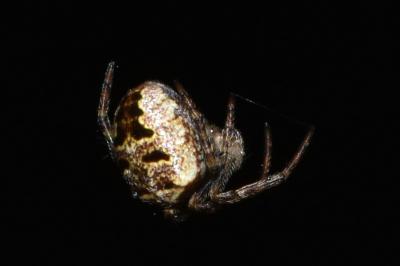 <i>Zilla diodia</i>