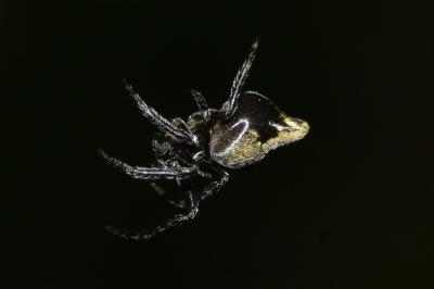 <i>Cyclosa conica</i>