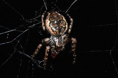 <i>Nuctenea umbratica</i>