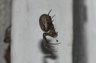 <i>Zygiella x-notata</i>