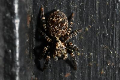 <i>Pseudeuophrys</i>