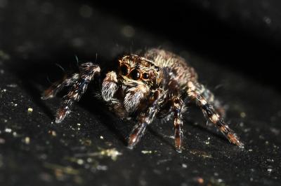 <i>Pseudeuophrys</i>