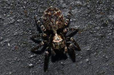 <i>Pseudeuophrys</i>