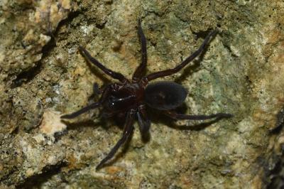 <i>Amaurobius ferox</i>