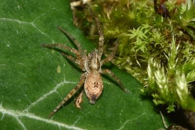 <i>Anyphaena accentuata</i>