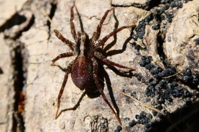 <i>Pardosa</i>