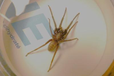 <i>Segestria</i>