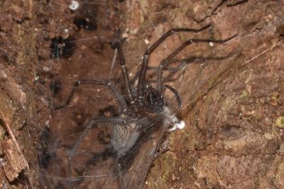 <i>Eratigena</i>