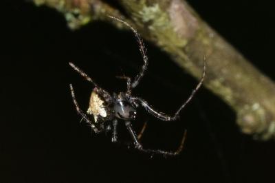 <i>Ero</i>