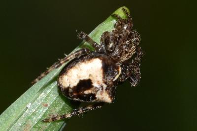 <i>Gibbaranea bituberculata</i>