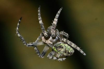 <i>Gibbaranea gibbosa</i>