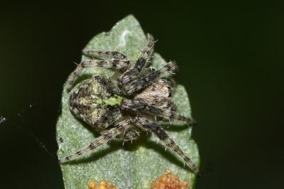 <i>Gibbaranea gibbosa</i>