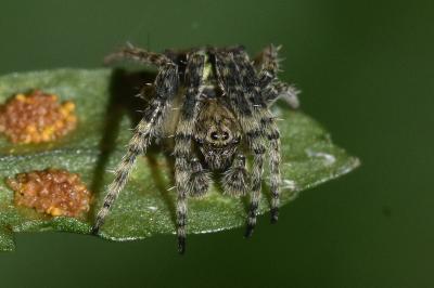 <i>Gibbaranea gibbosa</i>