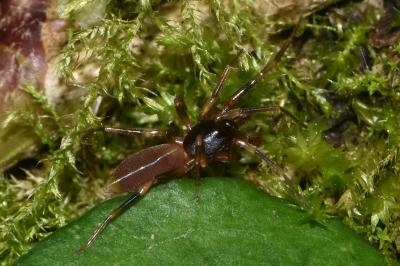 <i>Harpactea hombergi</i>