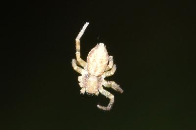<i>Philodromus</i>