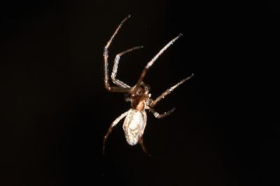 <i>Tetragnatha</i>