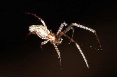 <i>Tetragnatha</i>