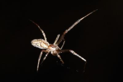 <i>Tetragnatha</i>