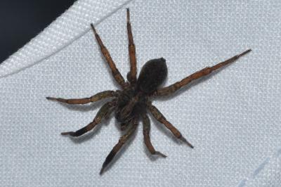 <i>Trochosa</i>