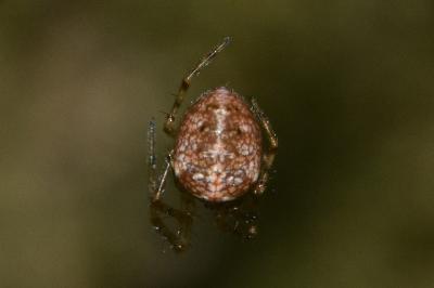 <i>Metellina</i>