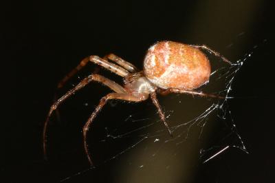 <i>Metellina</i>