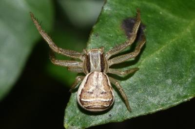 <i>Xysticus ulmi</i>