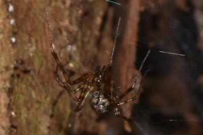<i>Labulla thoracica</i>