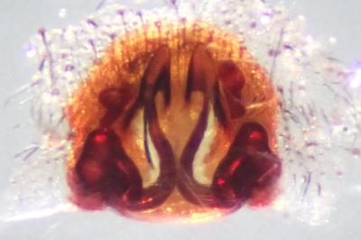 <i>Trochosa terricola</i>