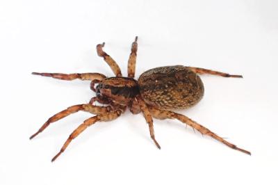 <i>Trochosa terricola</i>